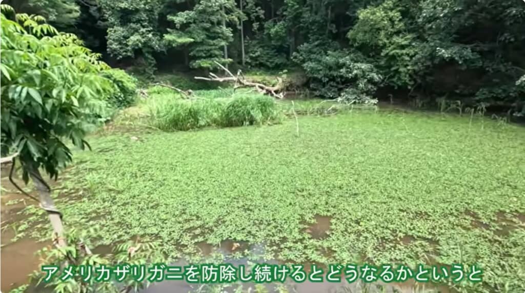 300日たった池がこちら