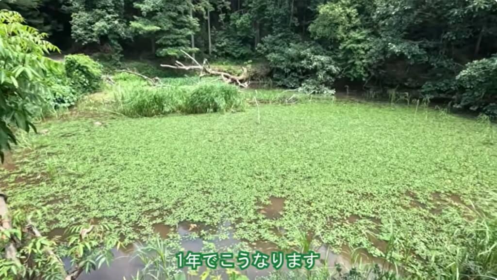 1年でこんなに美しい池に