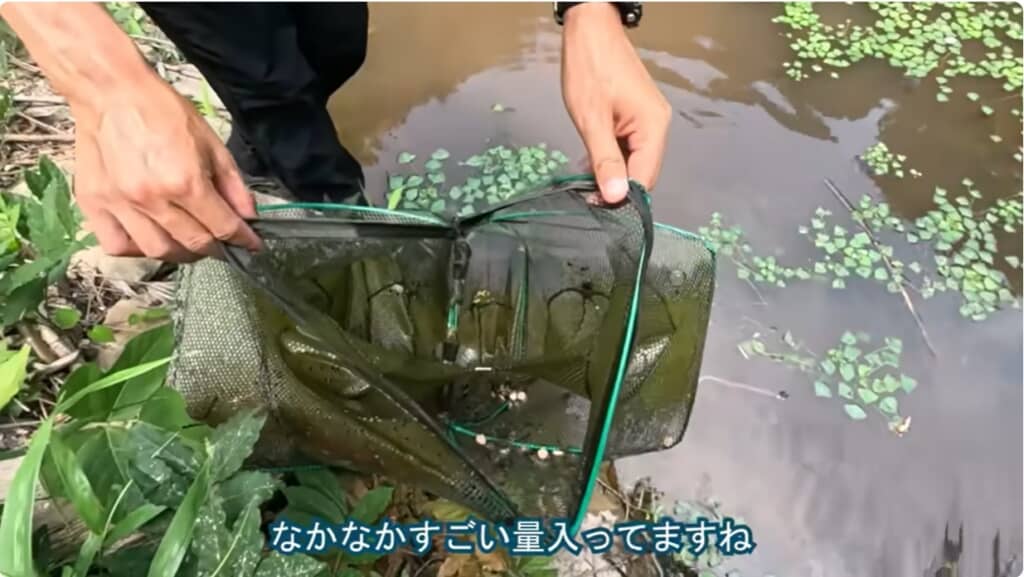 大量のオタマジャクシ