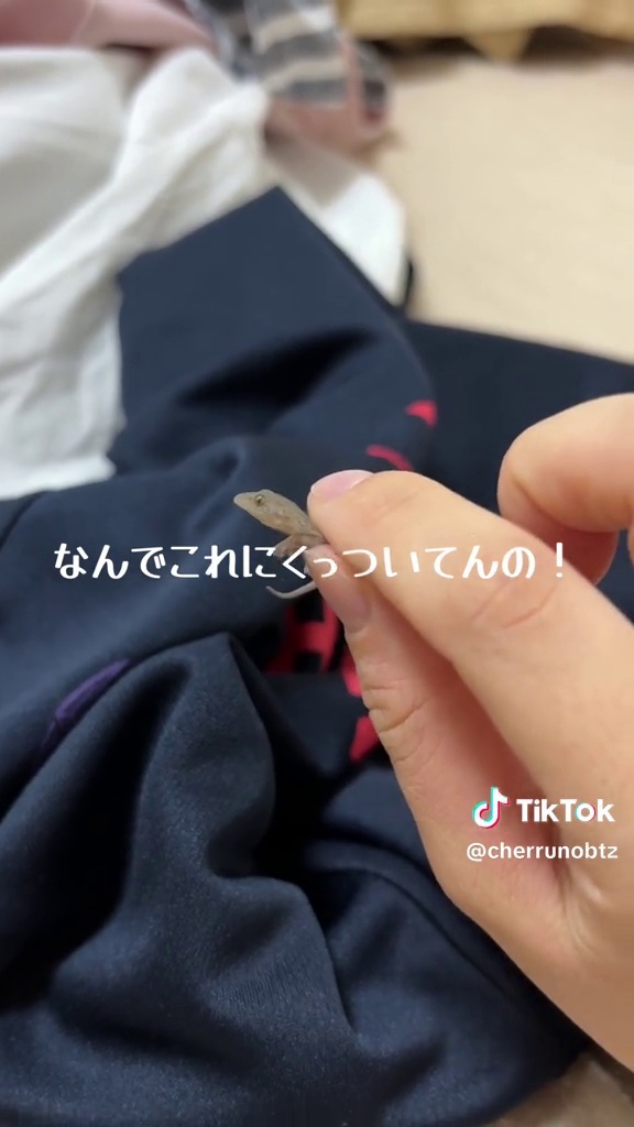 室内で遭遇するヤモリはこれで2匹目