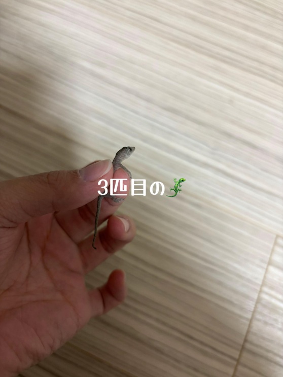 後日遭遇した3匹目のヤモリ