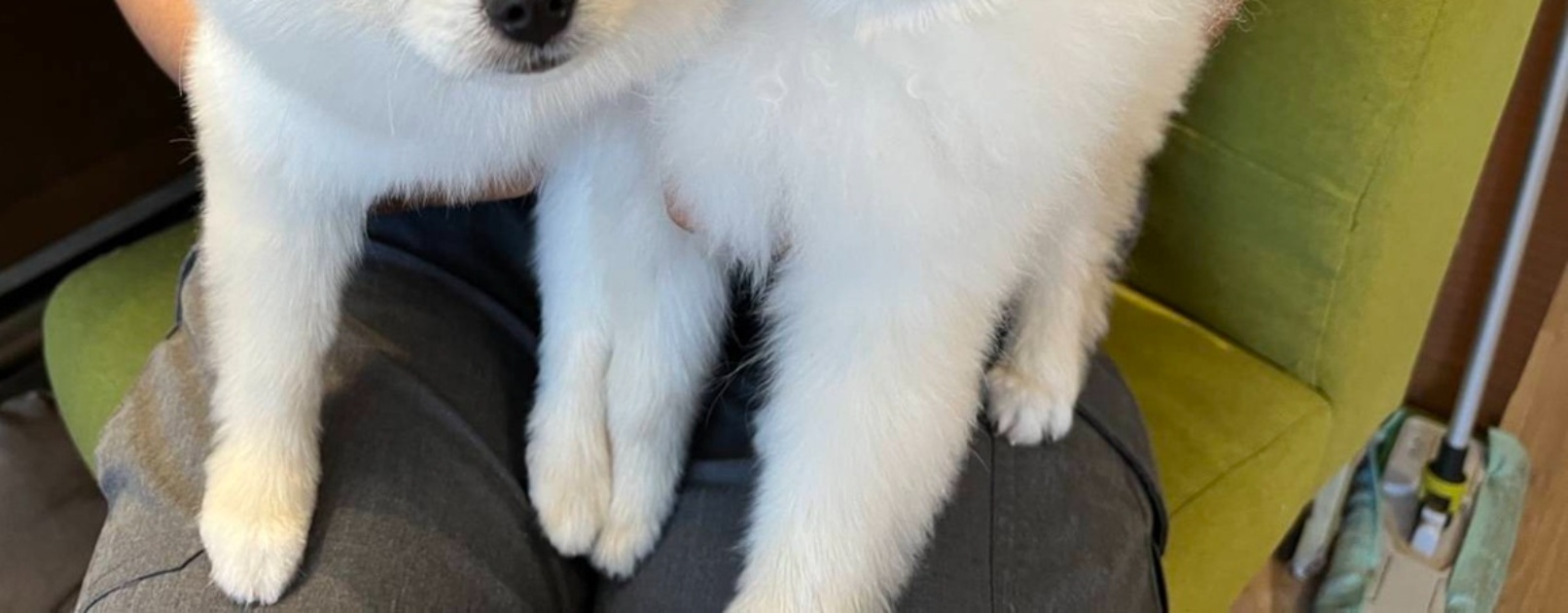 「双子だけど結構違う」双子の子犬のもふもふ度を比べてみると……　どちらも違ってどちらもかわいい「まとめてだっこしたい」「かっっっわええ」（1/3） | 犬 ねとらぼ