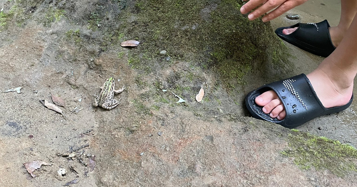 弟がトノサマガエルを捕まえようとした、次の瞬間……　まさかの“決定的な1枚”に「すごい！」「完璧なタイミング」（1/2） | その他生き物 ねとらぼ