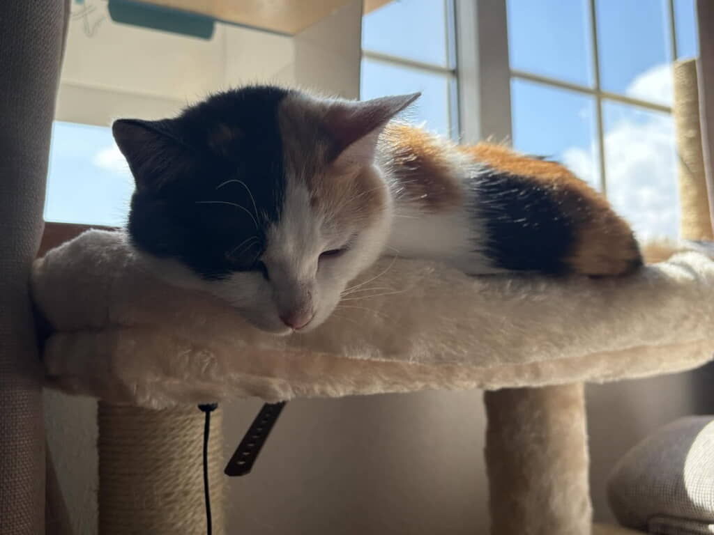 スヤスヤ海ちゃん