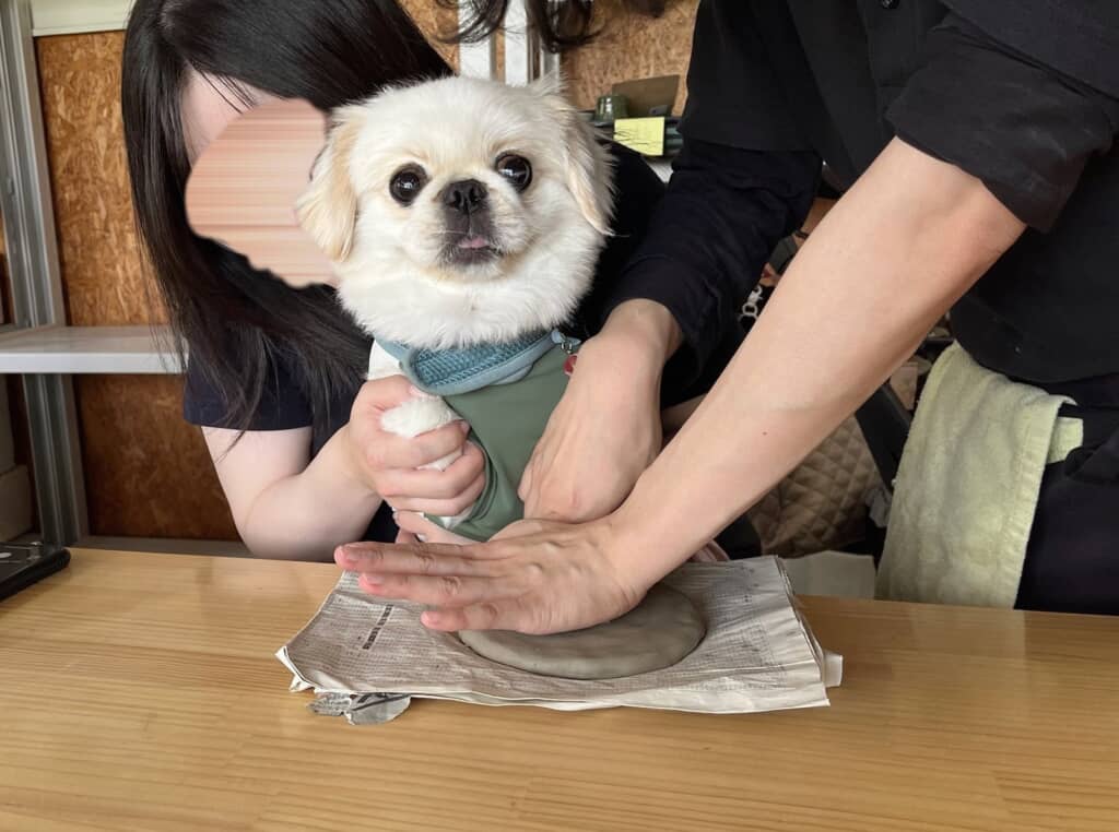 肉球スタンプはぽん助くんが担当