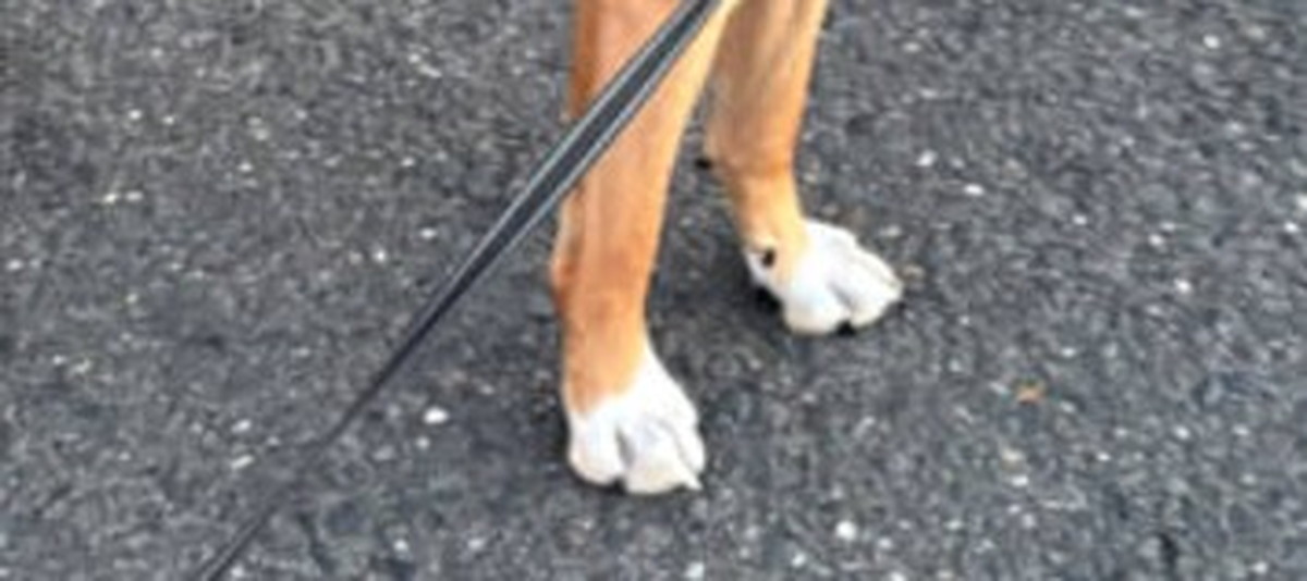 散歩中、「警察犬や！エリートや！」と言われたワンコ→思わず納得しちゃう姿が65万表示「将来有望すぎて草」（1/3） | 犬 ねとらぼ