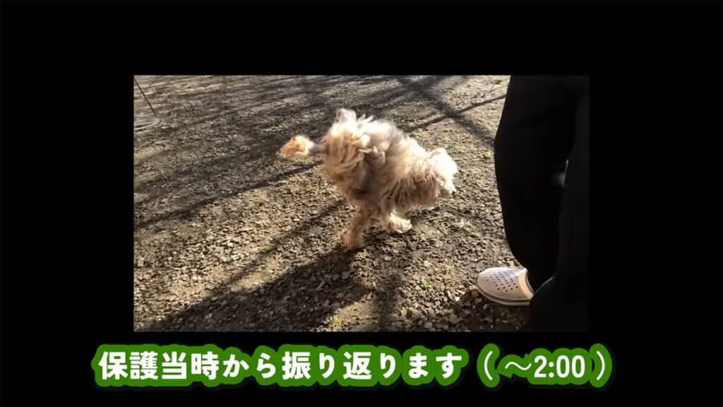 後ろ足が不自由で、特徴的な歩き方をしていました