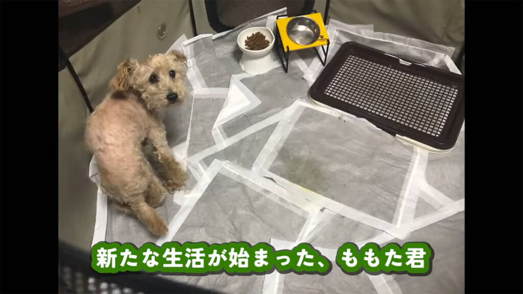 ももたくんの新たな生活が始まりました