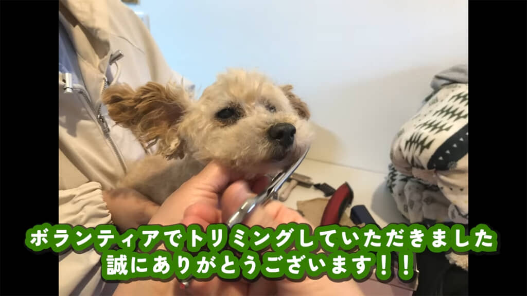 トリマーさんにトリミングをしてもらいました