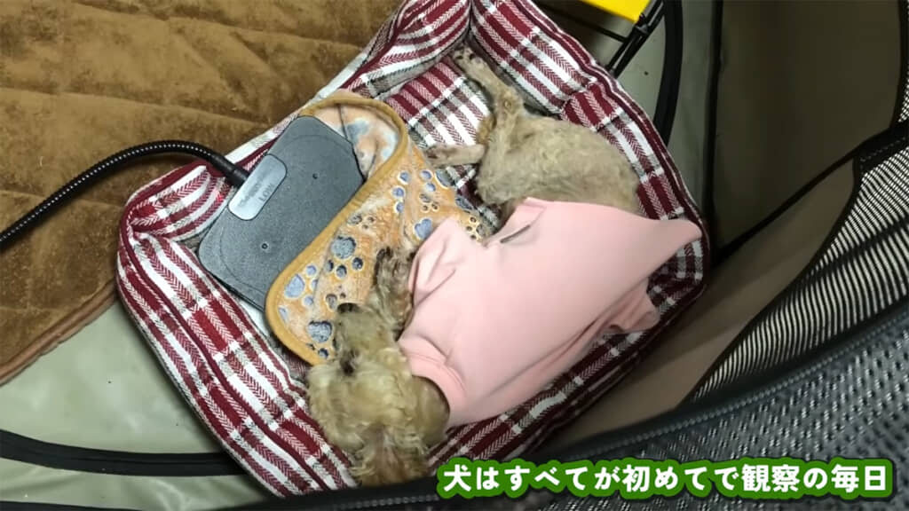 ももたくんの行動を観察する日々だったそうです