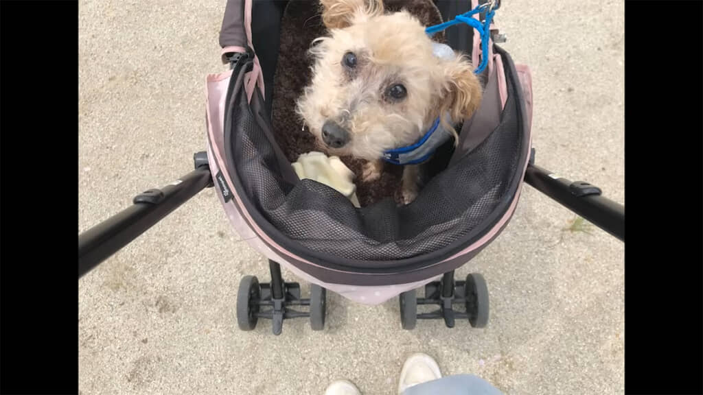 ペットカートは寄贈していただいたそうです