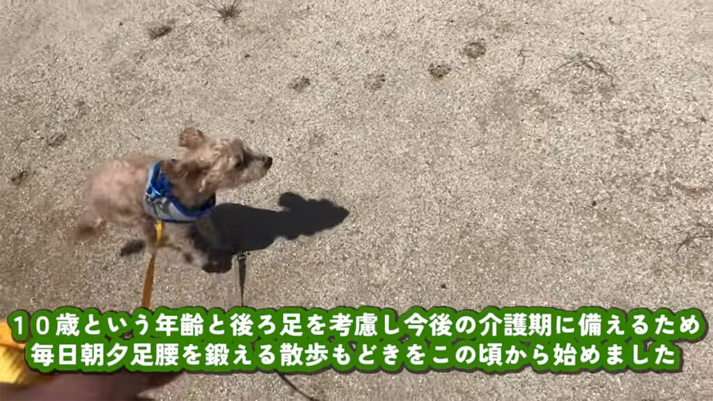 朝夕の散歩をスタート