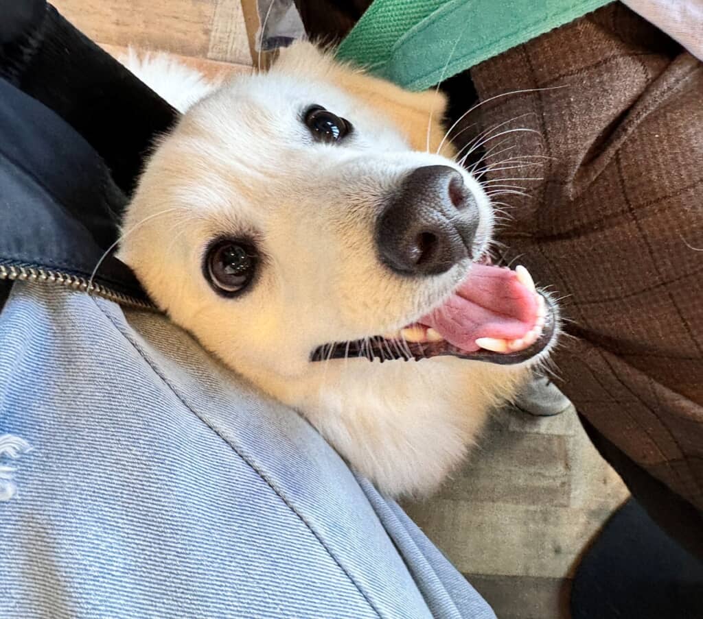 かわいすぎる表情