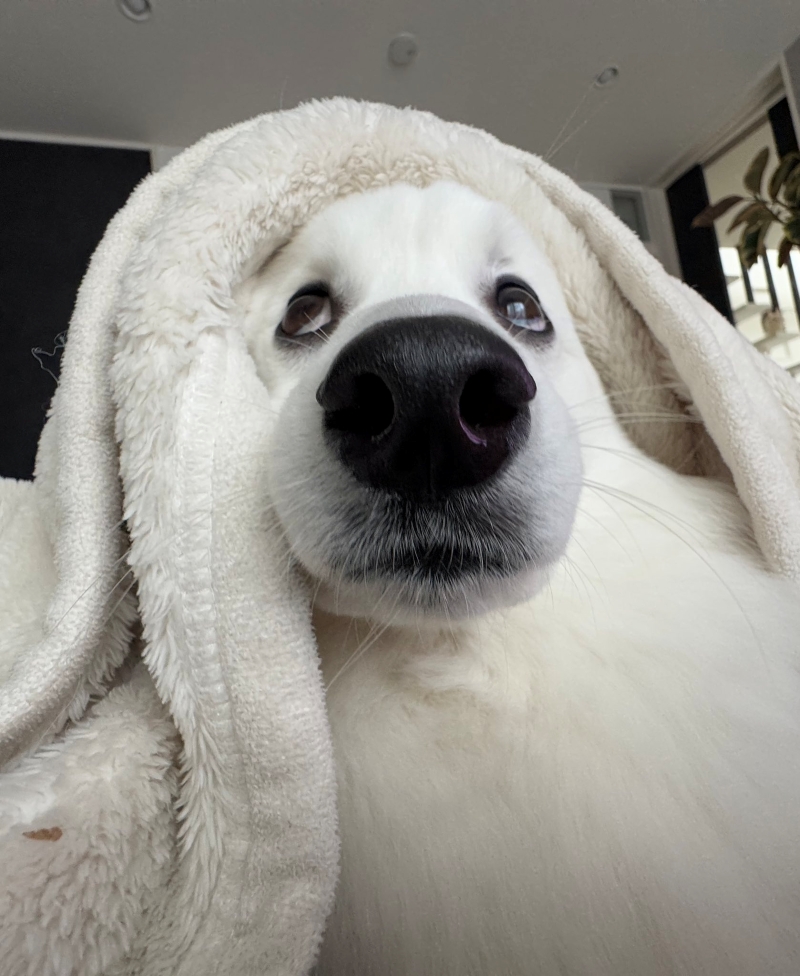 エアコンの効いた部屋で毛布をかぶっています