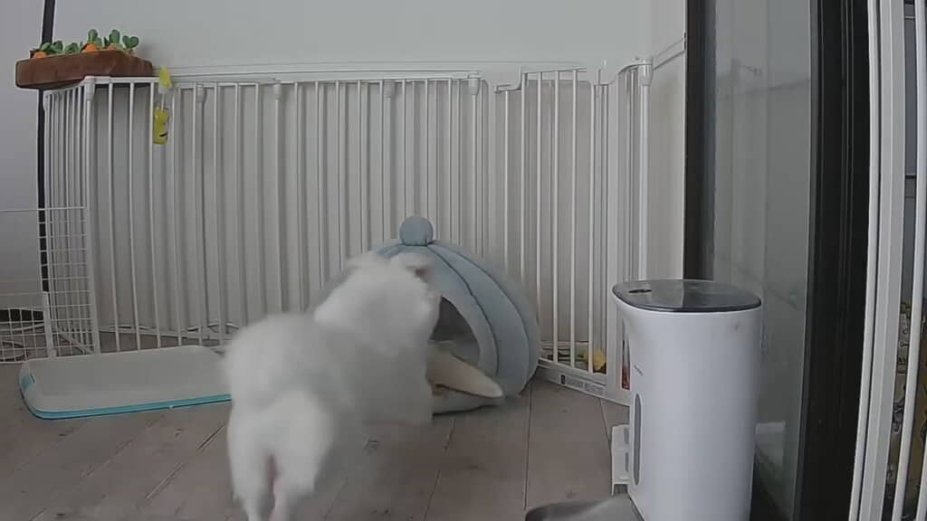 ベベくん突撃！