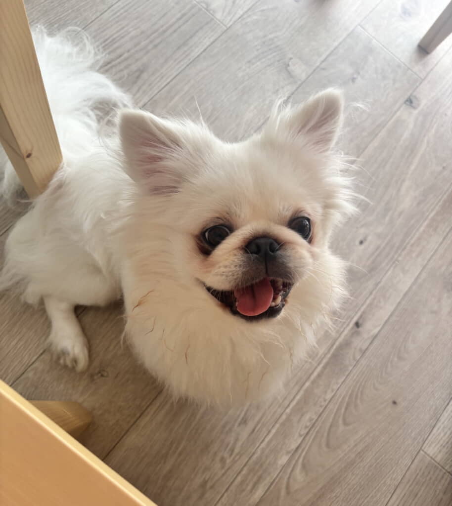 ニコニコベベくん