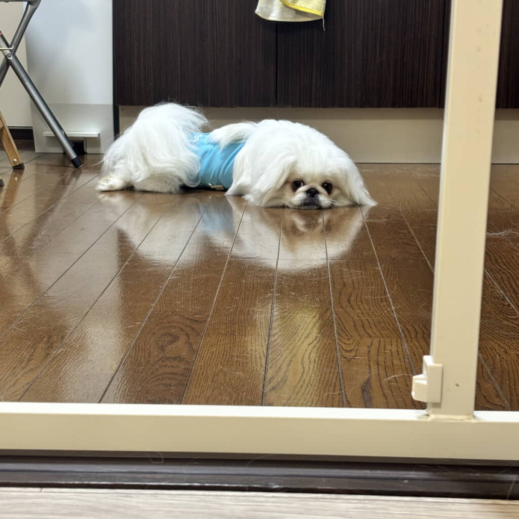 ほぼアザラシ状態です