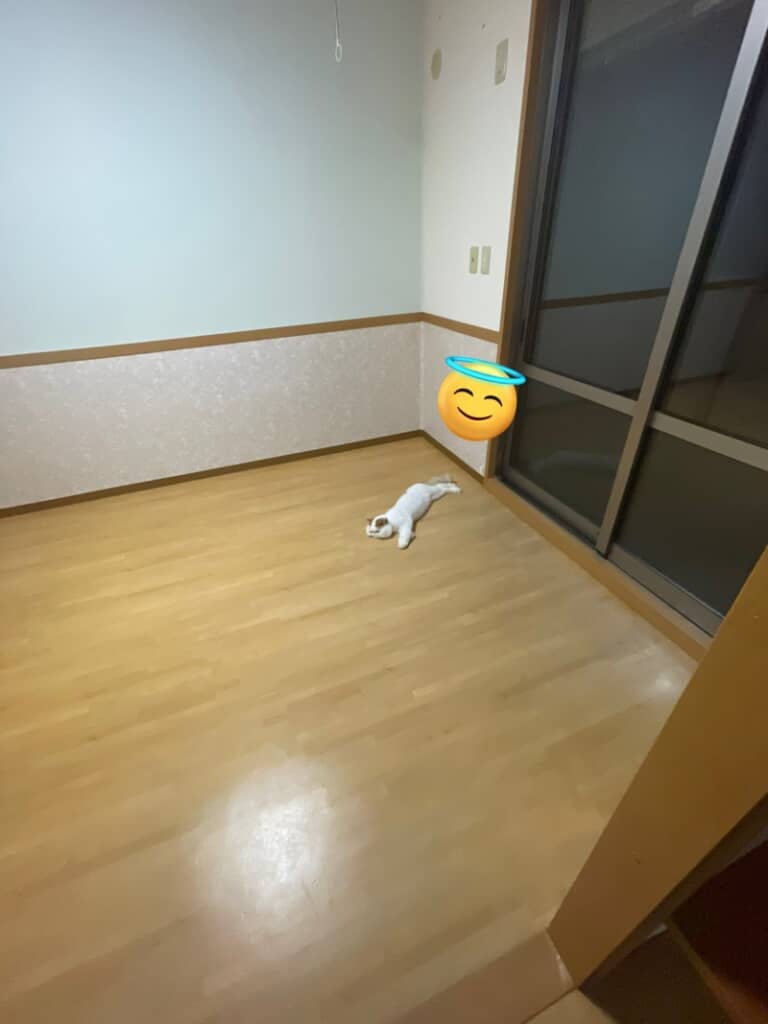 ガラーンとした部屋でお腹を付けているもけちゃん