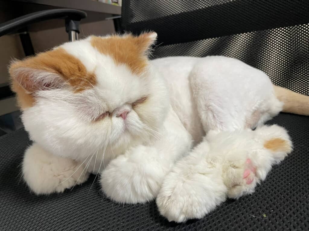 モフモフしています