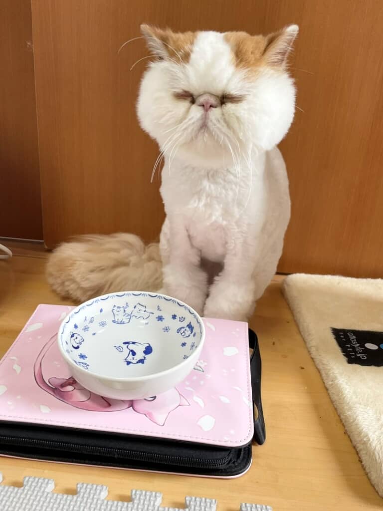 上品な姿勢です