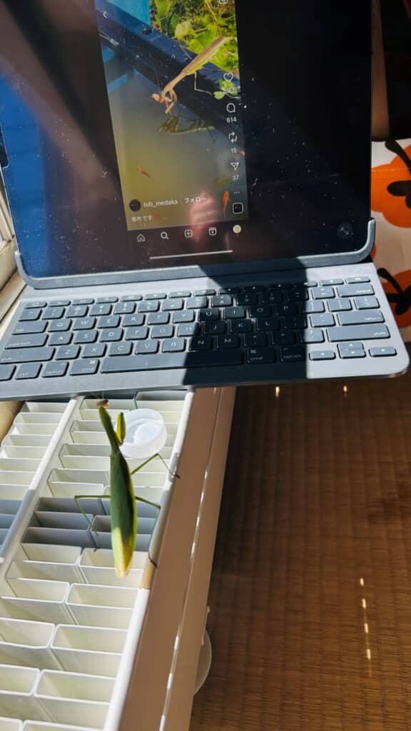 大きなカマキリだ！