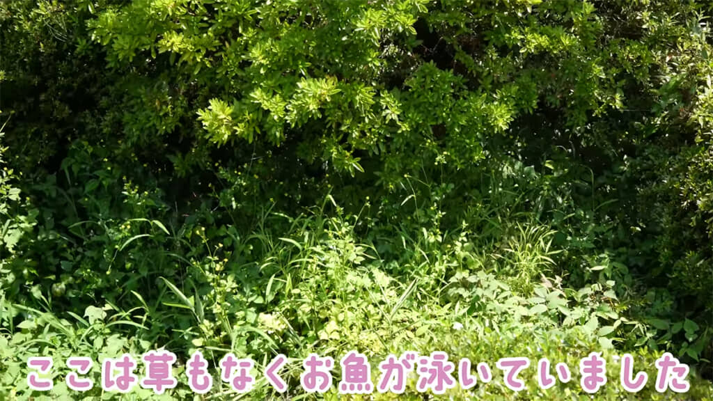 ここがかつて池だった場所なのだとか