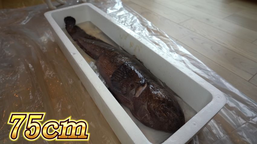 投稿者が釣り上げた75センチのオオカミウオ