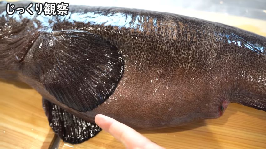 ヌメリが取れたオオカミウオの腹部