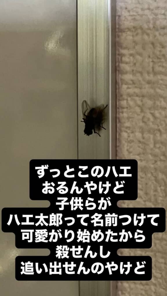 家に住み着いたハエ