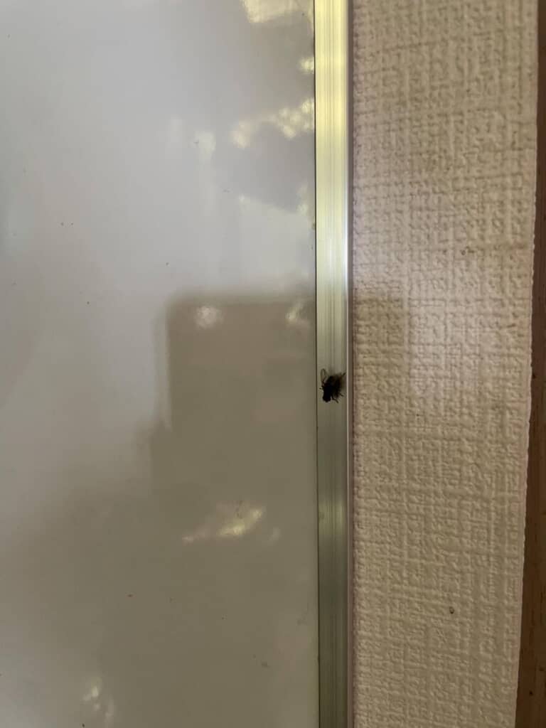 一緒に暮らしていたハエ太郎の写真