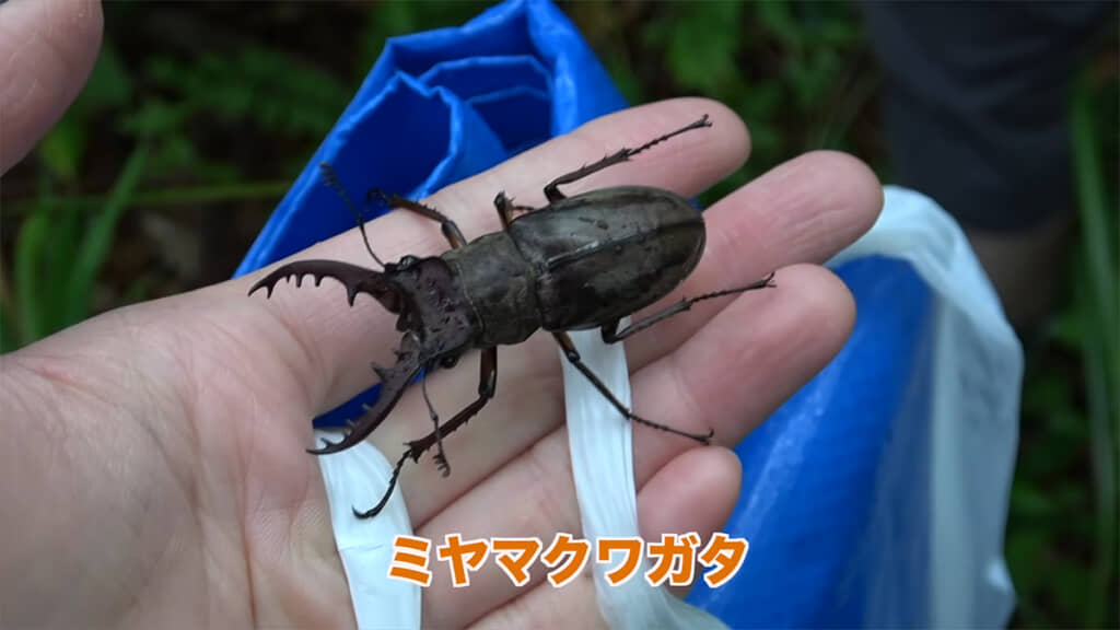 念願のミヤマクワガタを発見！