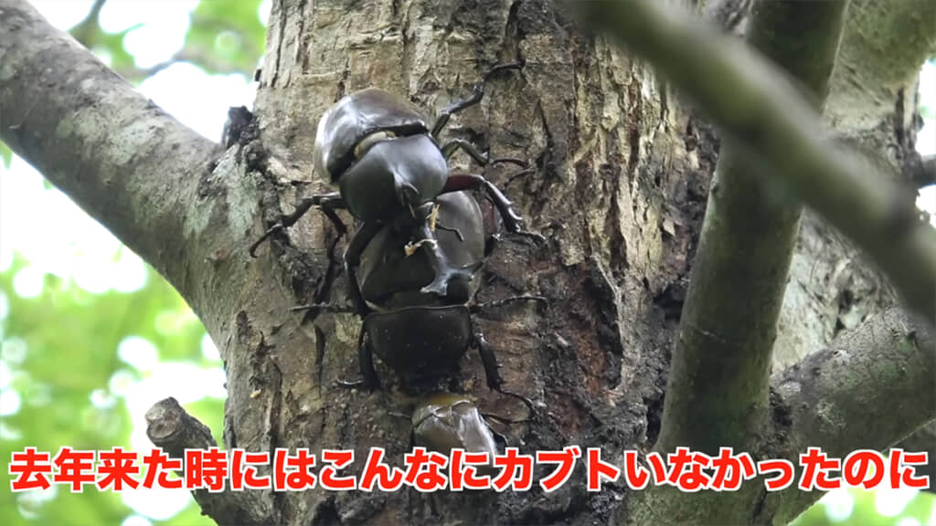 どこを見てもカブトムシばかりです