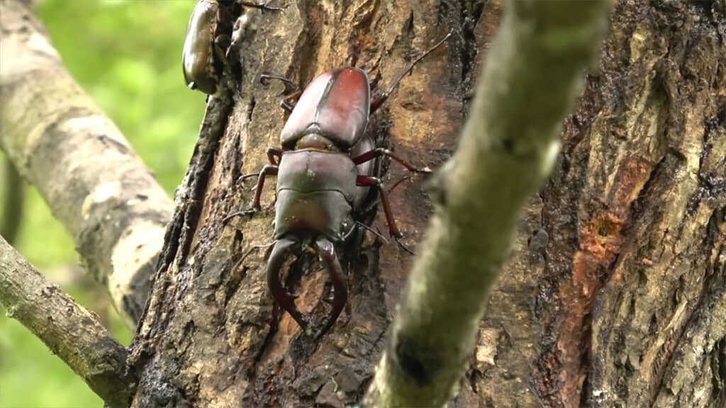 メイトガードをするノコギリクワガタのオス