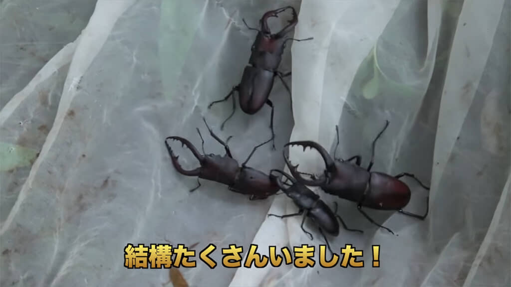 コクワガタとノコギリクワガタがたくさん落ちてきました