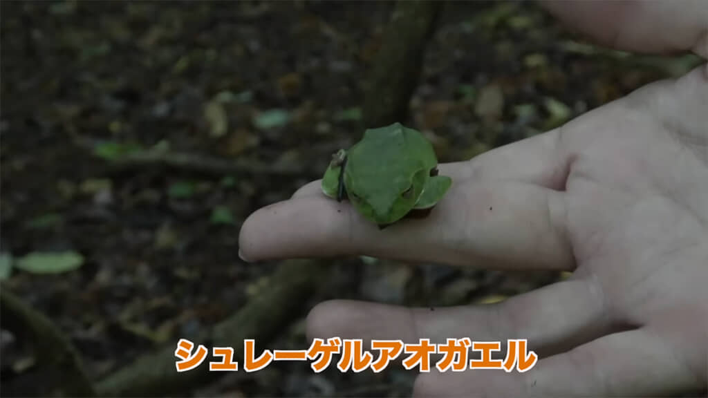 シュレーゲルアオガエルの姿も