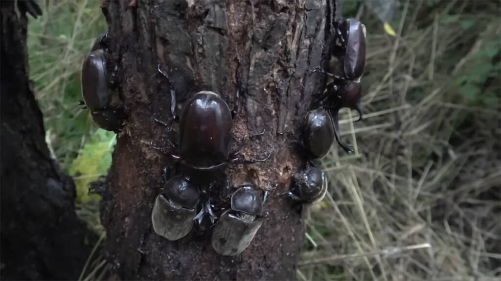 とんでもない数のカブトムシがいました