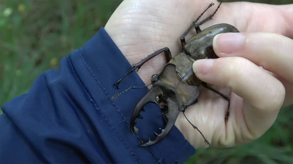 巨大なミヤマクワガタをゲット！