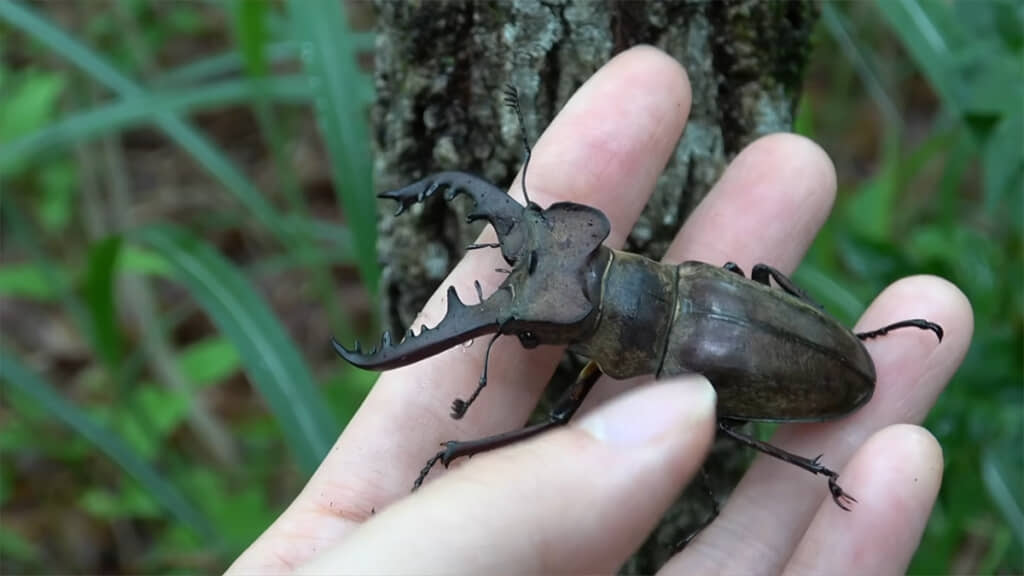 大きめなミヤマクワガタを発見