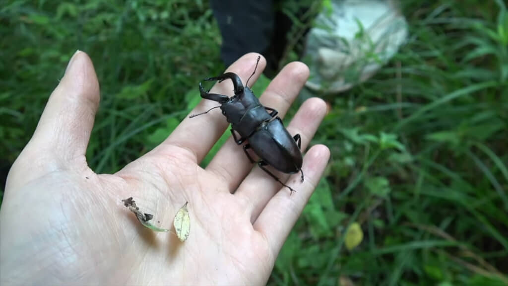 今季最大かもしれないノコギリクワガタ