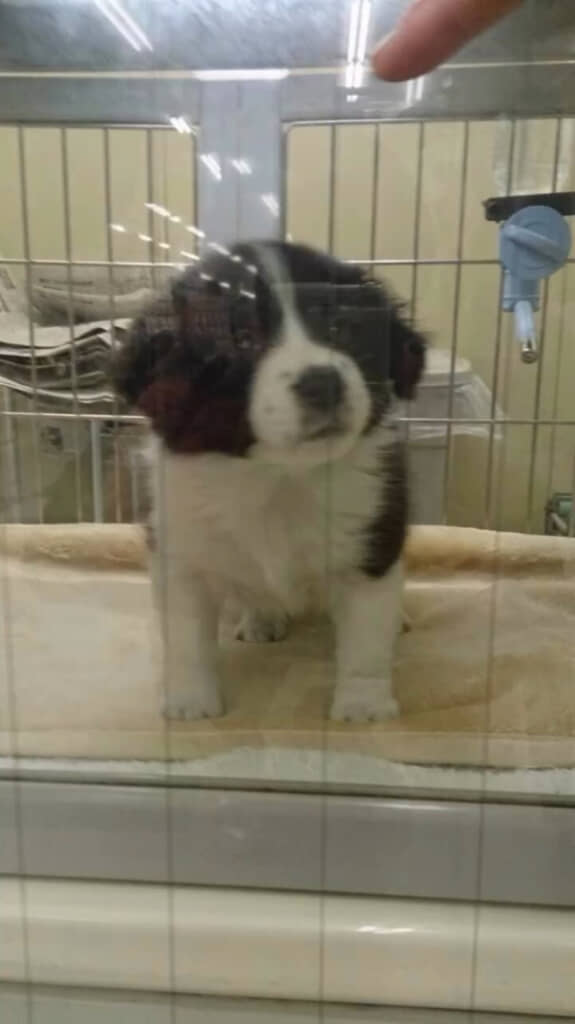 出会ったころの子犬時代