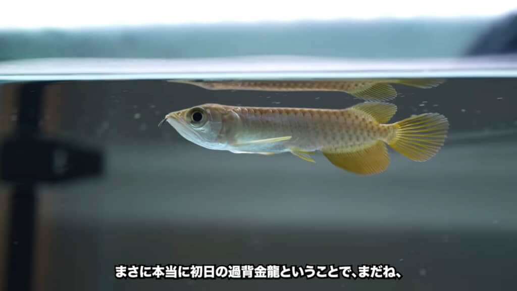 お迎え初日の姿