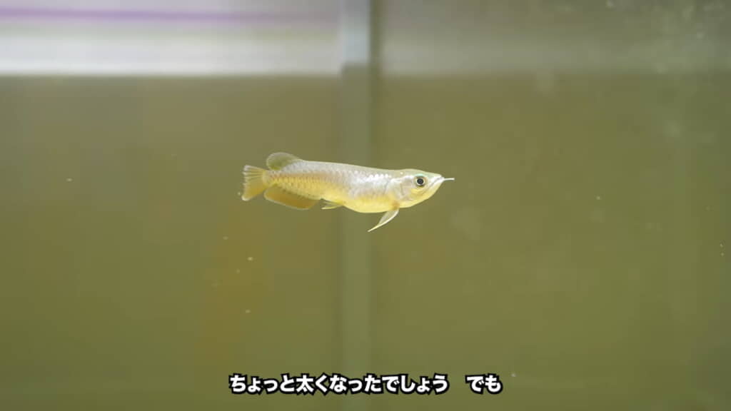 10日後には少し体が太くなっていた