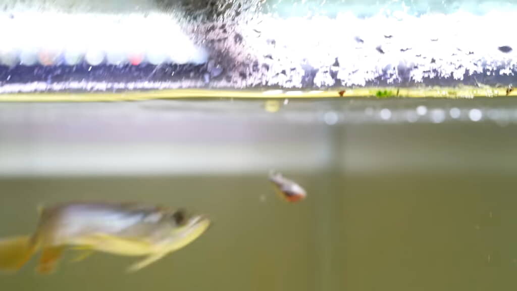 餌のドジョウを投入すると……