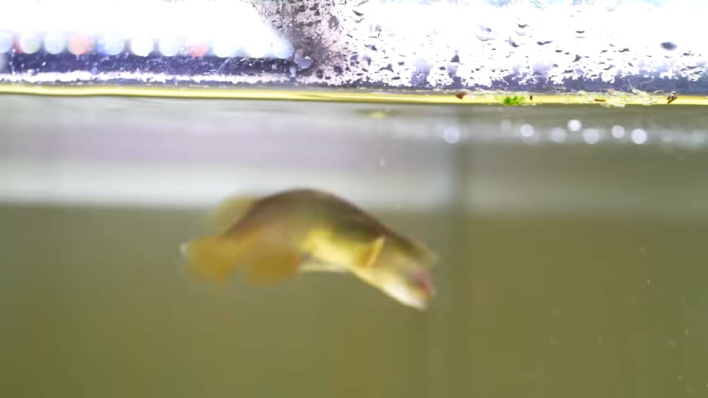 ……シュッと動いてパクッ