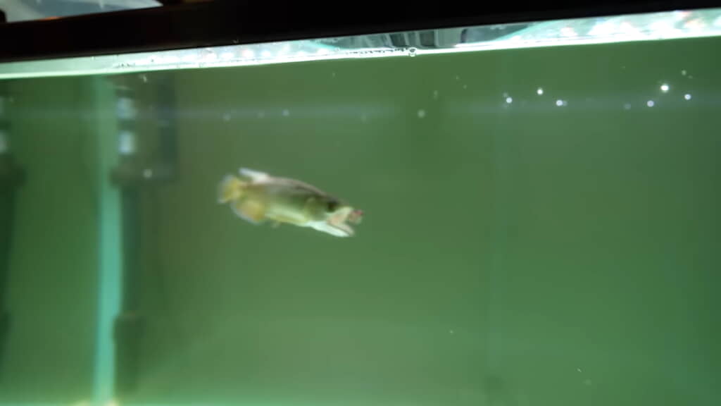 ……食欲旺盛！