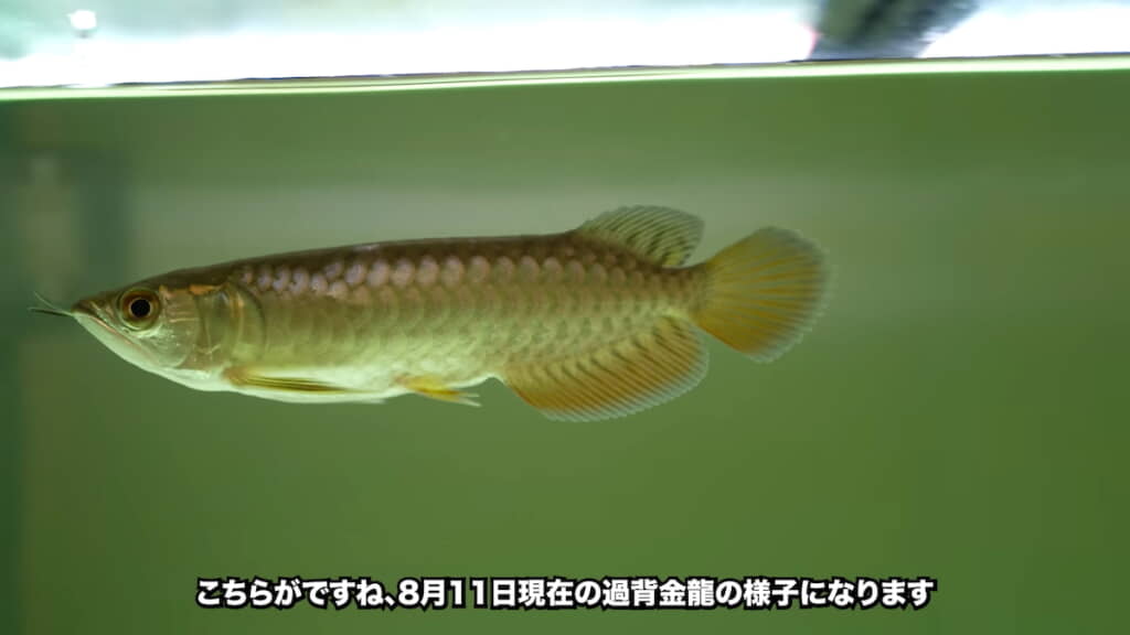 貫禄がでてきた