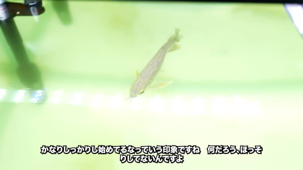 上から見てもアロワナらしくなってきた