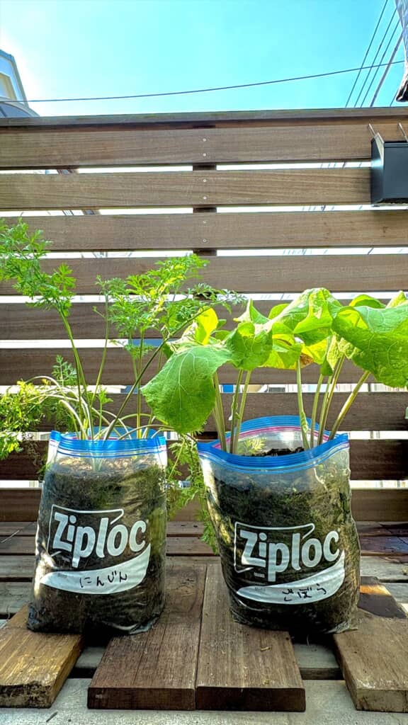 ジップロックで育てた野菜