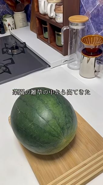 種から家庭菜園で育てたスイカ