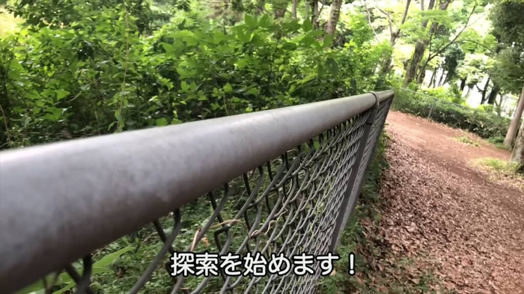公園でハエトリグモを捜索